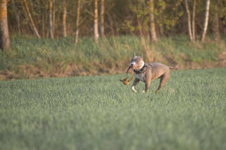 A beautiful purebred American Pit Bull Terrier plays in a spring field.の写真素材