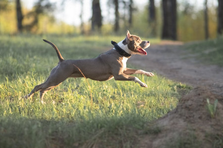 A beautiful purebred American Pit Bull Terrier plays in a spring field.の写真素材