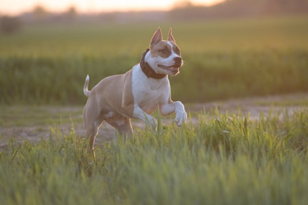A beautiful purebred American Pit Bull Terrier plays in a spring field.の写真素材