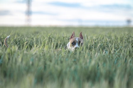 A beautiful purebred American Pit Bull Terrier plays in a spring field.の写真素材