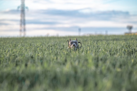 A beautiful purebred American Pit Bull Terrier plays in a spring field.の写真素材