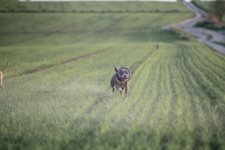 A beautiful purebred American Pit Bull Terrier plays in a spring field.の写真素材