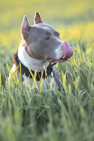 A beautiful purebred American Pit Bull Terrier plays in a spring field.の写真素材
