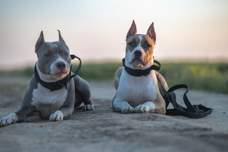 A beautiful purebred American Pit Bull Terrier plays in a spring field.の写真素材