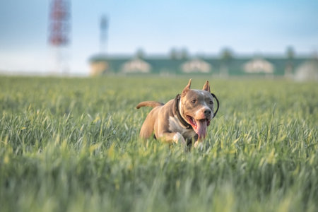 A beautiful purebred American Pit Bull Terrier plays in a spring field.の写真素材