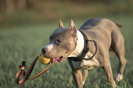 A beautiful purebred American Pit Bull Terrier plays in a spring field.の写真素材