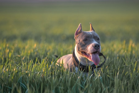 A beautiful purebred American Pit Bull Terrier plays in a spring field.