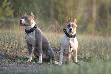 A beautiful purebred American Pit Bull Terrier plays in a spring field.の写真素材