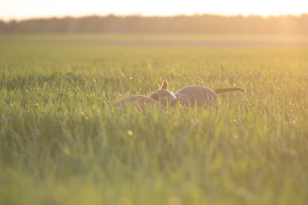 A beautiful purebred American Pit Bull Terrier plays in a spring field.の写真素材