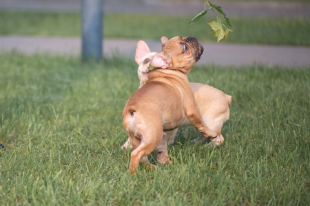 Portrait of a beautiful purebred French Bulldog puppy in the park.の写真素材