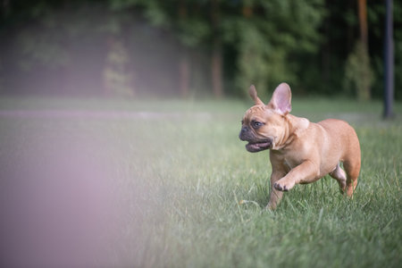 Portrait of a beautiful purebred French Bulldog puppy in the park.の写真素材