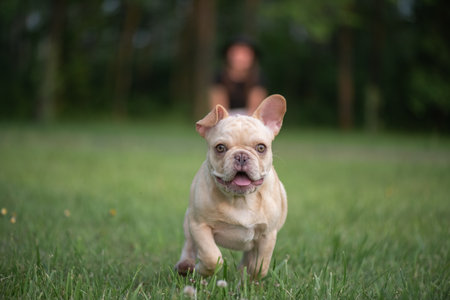 A beautiful purebred French Bulldog is having fun in the park.の写真素材