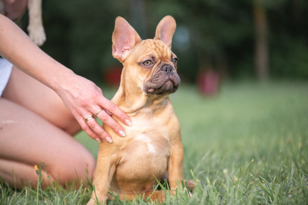 Portrait of a beautiful purebred French Bulldog puppy in the park.の写真素材