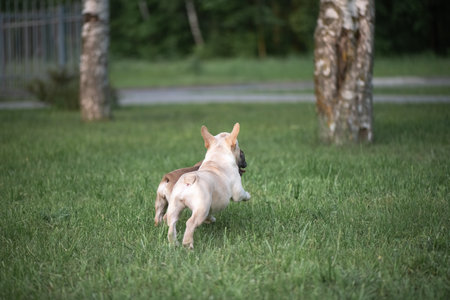 A beautiful purebred French Bulldog is having fun in the park.