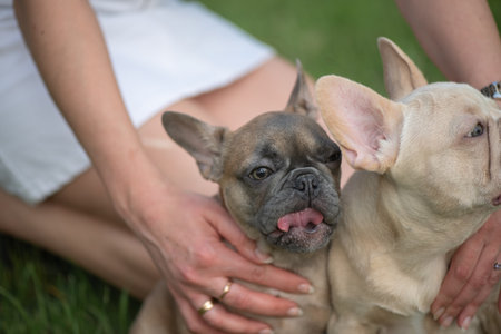 Portrait of a beautiful purebred French Bulldog puppy in the park.の写真素材