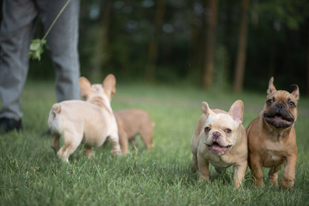 Portrait of a beautiful purebred French Bulldog puppy in the park.の写真素材