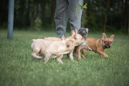 Portrait of a beautiful purebred French Bulldog puppy in the park.の写真素材