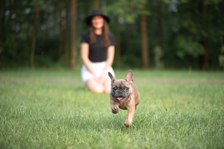 A beautiful purebred French Bulldog is having fun in the park.の写真素材