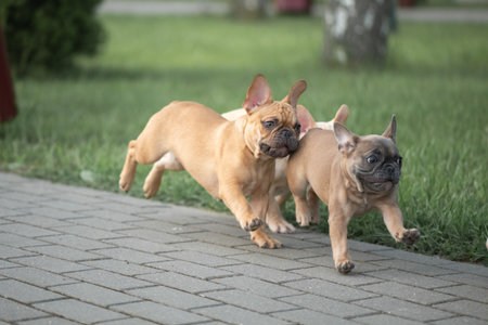 Portrait of a beautiful purebred French Bulldog puppy in the park.の写真素材