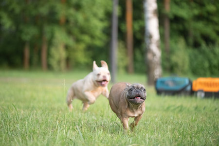 Portrait of a beautiful purebred French Bulldog puppy in the park.の写真素材