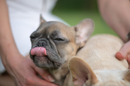 Portrait of a beautiful purebred French Bulldog puppy in the park.