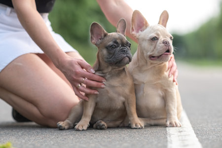 A beautiful purebred French Bulldog is having fun in the park.の写真素材