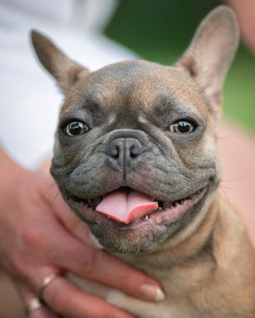 Portrait of a beautiful purebred French Bulldog puppy in the park.の写真素材