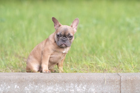 A beautiful purebred French Bulldog is having fun in the park.の写真素材