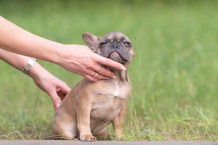 A beautiful purebred French Bulldog is having fun in the park.の写真素材