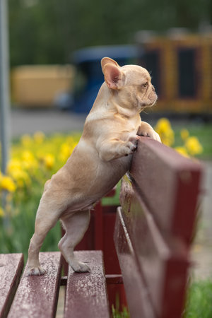 A beautiful purebred French Bulldog is having fun in the park.の写真素材
