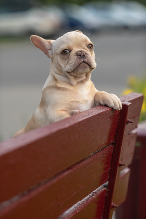 A beautiful purebred French Bulldog is having fun in the park.の写真素材