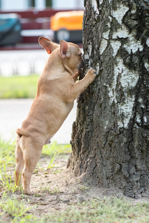 Portrait of a beautiful purebred French Bulldog puppy in the park.の写真素材