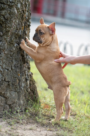 Portrait of a beautiful purebred French Bulldog puppy in the park.の写真素材
