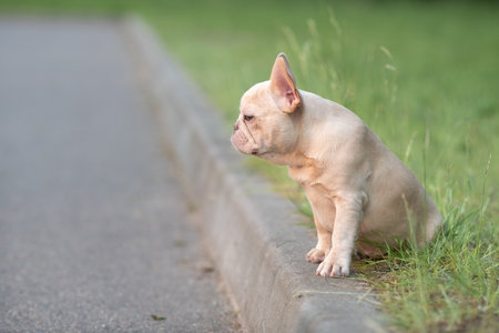 Portrait of a beautiful purebred French Bulldog puppy in the park.の写真素材