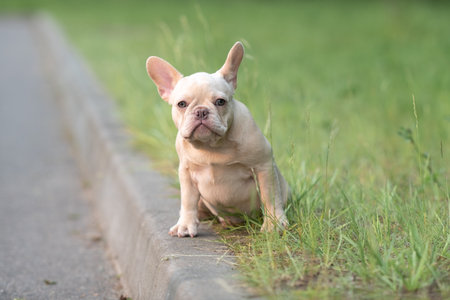 Portrait of a beautiful purebred French Bulldog puppy in the park.の写真素材