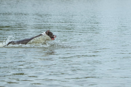 A beautiful purebred American Staffordshire Terrier plays in the water.の写真素材