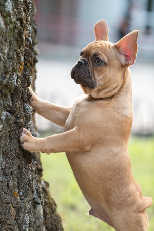 A beautiful purebred French Bulldog is having fun in the park.の写真素材