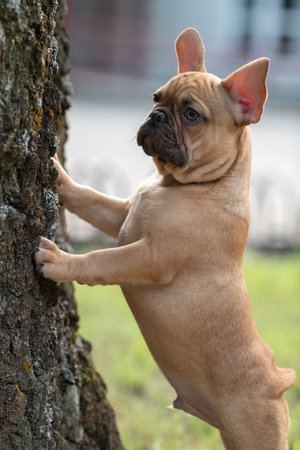 A beautiful purebred French Bulldog is having fun in the park.の写真素材