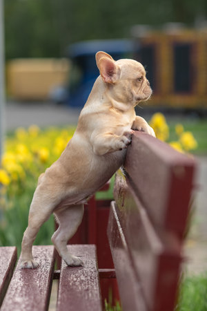 A beautiful purebred French Bulldog is having fun in the park.の写真素材