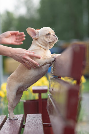 A beautiful purebred French Bulldog is having fun in the park.の写真素材