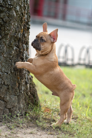 A beautiful purebred French Bulldog is having fun in the park.の写真素材