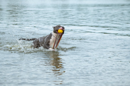 A beautiful purebred American Staffordshire Terrier plays in the water.の写真素材