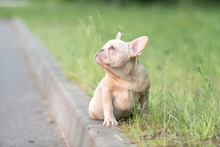Portrait of a beautiful purebred French Bulldog puppy in the park.の写真素材