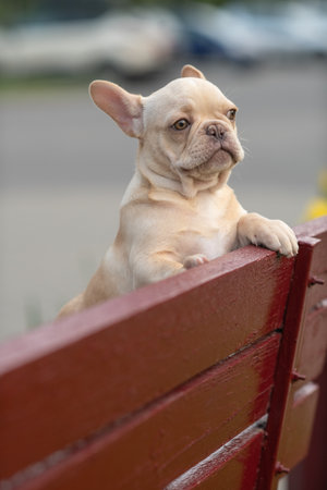A beautiful purebred French Bulldog is having fun in the park.の写真素材