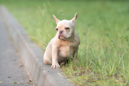 Portrait of a beautiful purebred French Bulldog puppy in the park.の写真素材
