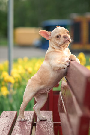 A beautiful purebred French Bulldog is having fun in the park.の写真素材