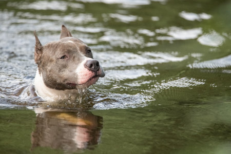 A beautiful purebred American Staffordshire Terrier plays in the water.の写真素材