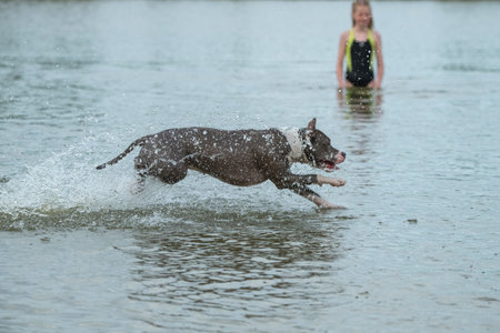 A beautiful purebred American Staffordshire Terrier plays in the water.の写真素材