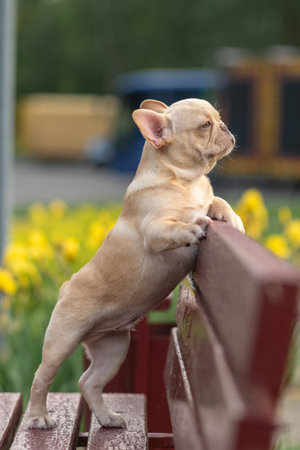 A beautiful purebred French Bulldog is having fun in the park.の写真素材