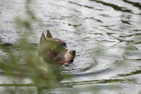 A beautiful purebred American Staffordshire Terrier plays in the water.の写真素材